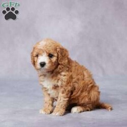 Hugo/Cavapoo									Puppy/Male	/6 Weeks,Meet Hugo, a sweet F1 Cavapoo who’s ready to bring love and happiness to his forever home! Raised with care in a warm, caring environment, Hugo is well socialized and enjoys being around people. He’s been vet checked, is up to date on vaccines and dewormer, and is microchipped for your peace of mind. Hugo also comes with a health guarantee to help you feel confident in your choice. His parents are AKC registered and genetically health tested, giving him a great start in life. With his soft coat, loving nature, and playful heart, Hugo is the perfect companion for families, singles, or anyone in between. Delivery options are available to make bringing Hugo home easy and stress-free. He’s ready to be your new best friend!