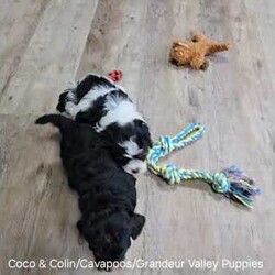 Colin/Cavapoo									Puppy/Male	/6 Weeks,Meet Colin, a sweet F1 Cavapoo with a heart full of love and a playful spirit! Raised in a caring environment, Colin has been well socialized and is used to being around people, making him a great fit for families of all sizes. He’s been vet checked, is up to date on vaccines and dewormer, and comes microchipped for your peace of mind. Colin also comes with a health guarantee, so you can feel confident bringing him home. His parents are AKC registered and have been genetically health tested, giving him a strong, healthy start. Colin is ready to bring joy, cuddles, and fun to his forever home. Delivery options are available if you’re not nearby. Don’t wait—Colin can’t wait to meet you!