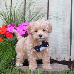Seth/Maltipoo									Puppy/Male	/8 Weeks,Meet Seth, a socialized Maltipoo puppy that is being family raised with children. This cute pooch is vet checked and is up to date on shots & wormer plus the breeder provides a 1-year genetic health guarantee for him. To learn more about this fluffy little boy, call the breeder today!