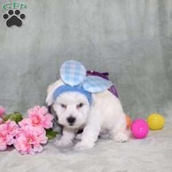 Quade/Bichon Frise									Puppy/Male	/12 Weeks,Here comes a playful AKC Bichon Frise puppy who is already started on potty training and crate training!  This pup will be small as an adult since the parents were only 10lbs-12lbs. This cutie is born to parents who are Genetically Tested for breed specific hereditary issues recommended by Embark Vet and their results show that this litter of puppies will not have any issues that will adversely affect their health. While other Bichons may suffer from health issues as they age, this pup has no predispositions to Bichon health concerns that will adversely affect their health!  Each pup in this litter is up to date on shots and dewormer and vet checked and well socialized with children, teens, adults, and other puppies! We offer the option for  a 1 Year Genetic Health Guarantee! This puppy can have limited AKC or ACA papers and be microchipped for an extra fee!