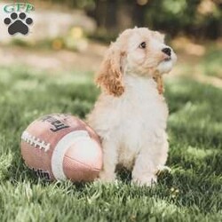 Bo/Cockapoo									Puppy/Male	/11 Weeks,Are you looking for a loveable and cuddly best friend? You will want to meet our family raised Cockapoos! They love to play and cuddle and will make a wonderful addition to your home. These puppies will be ready to go home on April 17th!