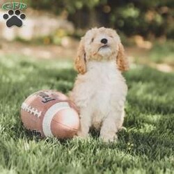 Bo/Cockapoo									Puppy/Male	/11 Weeks,Are you looking for a loveable and cuddly best friend? You will want to meet our family raised Cockapoos! They love to play and cuddle and will make a wonderful addition to your home. These puppies will be ready to go home on April 17th!