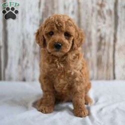 Oscar/Mini Goldendoodle									Puppy/Male	/6 Weeks,Looking for a sweet and cuddly puppy to bring joy to your life? Then look no further! The generation of this puppy is f1bb. Family raised, up to date on shots and dewormer, and comes with a 1 year genetic health guarantee. He’s socialized with our children, who help care for the puppies!! He comes with a small bag of food, blanket, toy and a collar. Give us a call today! We’re open Monday-Saturday 8-8 and closed on Sundays. Sunday messages will be returned on Monday. Country Echoes Kennel,  Raymond Lapp Sunbury Pa 17801 Pa Kennel License #17927