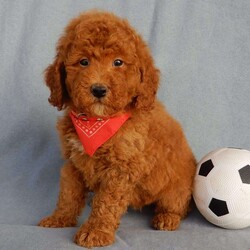 Finn/Mini Goldendoodle									Puppy/Male	/9 Weeks,Prepare to fall in love! My name is Finn and I’m the sweetest F1b mini goldendoodle! One look into my warm, loving eyes and at my super soft fluffy coat and I’ll be sure to have captured your heart already! I’m very happy, playful and very kid friendly and I would love to fill your home with all my puppy love!! I have a very sweet personality, and I love giving kisses. I stand out above the rest with my sweet, loving personality and my cute red coat! I will come to you vet checked and up to date on all vaccinations and dewormings . I come with a 1-year guarantee with the option of extending it to a 3-year guarantee and shipping is available! My mother is Willow, an F1 Goldendoodle weighing 30# and my father is Theo, an AKC 6# toy Poodle! Both of my parents are very calm and kid friendly which will make me the same!! I will grow to approx. 17-19# and I will be hypoallergenic and non shedding!!!… Why wait when you know I’m the one for you? Call or text Martha to make me the newest addition to your family and get ready to spend a lifetime of tail wagging fun with me! (7% sales tax on in home pickups)