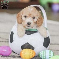 Bo/Cockapoo									Puppy/Male	/11 Weeks,Are you looking for a loveable and cuddly best friend? You will want to meet our family raised Cockapoos! They love to play and cuddle and will make a wonderful addition to your home. These puppies will be ready to go home on April 17th!