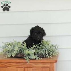 Mable/Teddy Bear									Puppy/Female	/8 Weeks,Meet our adorable Shi-poo puppies, they are part of the Teddy Bear line. These puppies are quite sweet and exceptionally cuddly! They are played with daily by our children and the puppies do well around young children.
