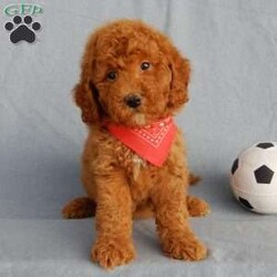 Finn/Mini Goldendoodle									Puppy/Male	/9 Weeks,Prepare to fall in love! My name is Finn and I’m the sweetest F1b mini goldendoodle! One look into my warm, loving eyes and at my super soft fluffy coat and I’ll be sure to have captured your heart already! I’m very happy, playful and very kid friendly and I would love to fill your home with all my puppy love!! I have a very sweet personality, and I love giving kisses. I stand out above the rest with my sweet, loving personality and my cute red coat! I will come to you vet checked and up to date on all vaccinations and dewormings . I come with a 1-year guarantee with the option of extending it to a 3-year guarantee and shipping is available! My mother is Willow, an F1 Goldendoodle weighing 30# and my father is Theo, an AKC 6# toy Poodle! Both of my parents are very calm and kid friendly which will make me the same!! I will grow to approx. 17-19# and I will be hypoallergenic and non shedding!!!… Why wait when you know I’m the one for you? Call or text Martha to make me the newest addition to your family and get ready to spend a lifetime of tail wagging fun with me! (7% sales tax on in home pickups)