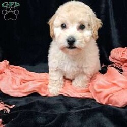 Nova/Bich-Poo									Puppy/Female	/13 Weeks,         Hi, I’m nova just look at my beautiful coat!!  I’m a sweet little tot .. I have an awesome Personality I’m playful I would love to cuddle on your lap ,and go places with you.. I am vet  check by a professional Veterinarian  , I’m up to date on vaccines and dewormer , Also microchipped, My dad weighs 13 pounds.My mom weighs 9.65 pounds .. I would love for you to come meet me , To schedule an appointment please call      