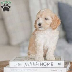Bo/Cockapoo									Puppy/Male	/11 Weeks,Are you looking for a loveable and cuddly best friend? You will want to meet our family raised Cockapoos! They love to play and cuddle and will make a wonderful addition to your home. These puppies will be ready to go home on April 17th!