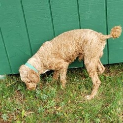 Oscar/Mini Goldendoodle									Puppy/Male	/6 Weeks,Looking for a sweet and cuddly puppy to bring joy to your life? Then look no further! The generation of this puppy is f1bb. Family raised, up to date on shots and dewormer, and comes with a 1 year genetic health guarantee. He’s socialized with our children, who help care for the puppies!! He comes with a small bag of food, blanket, toy and a collar. Give us a call today! We’re open Monday-Saturday 8-8 and closed on Sundays. Sunday messages will be returned on Monday. Country Echoes Kennel,  Raymond Lapp Sunbury Pa 17801 Pa Kennel License #17927
