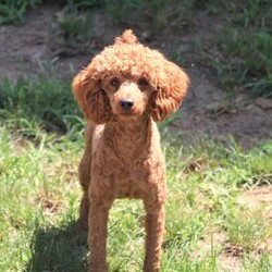 Jack/Cockapoo									Puppy/Male	/7 Weeks,Meet Jack, an irresistibly sweet and handsome little Cockapoo puppy! Playful and curious, he loves to explore his  surroundings, chase after toys, and hang out with his favorite people. Whether he’s showing off his adorable puppy zoomies or snuggling up for a good nap, he will bring endless joy to your home. While Cocker Spaniels are known for their sweet, affectionate temperament, Poodles bring intelligence and a playful spark — and this little boy is the perfect blend of both!