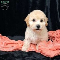 Nova/Bich-Poo									Puppy/Female	/13 Weeks,         Hi, I’m nova just look at my beautiful coat!!  I’m a sweet little tot .. I have an awesome Personality I’m playful I would love to cuddle on your lap ,and go places with you.. I am vet  check by a professional Veterinarian  , I’m up to date on vaccines and dewormer , Also microchipped, My dad weighs 13 pounds.My mom weighs 9.65 pounds .. I would love for you to come meet me , To schedule an appointment please call      