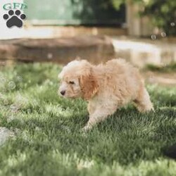 Bo/Cockapoo									Puppy/Male	/11 Weeks,Are you looking for a loveable and cuddly best friend? You will want to meet our family raised Cockapoos! They love to play and cuddle and will make a wonderful addition to your home. These puppies will be ready to go home on April 17th!