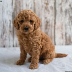 Oscar/Mini Goldendoodle									Puppy/Male	/6 Weeks,Looking for a sweet and cuddly puppy to bring joy to your life? Then look no further! The generation of this puppy is f1bb. Family raised, up to date on shots and dewormer, and comes with a 1 year genetic health guarantee. He’s socialized with our children, who help care for the puppies!! He comes with a small bag of food, blanket, toy and a collar. Give us a call today! We’re open Monday-Saturday 8-8 and closed on Sundays. Sunday messages will be returned on Monday. Country Echoes Kennel,  Raymond Lapp Sunbury Pa 17801 Pa Kennel License #17927