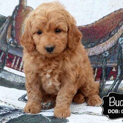 Buddy/Cockapoo									Puppy/Male	/March 10th, 2025,Buddy is a red male Cockapoo puppy with a bit of white on the chest. He is laid back and relaxed, making him a great pup for cuddling! This sweet boy is good with children and enjoys playing with his littermates. You can’t go wrong if you’re looking to add a cuddler to your family.