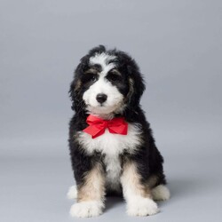 Donald/Mini Bernedoodle									Puppy/Male	/10 Weeks,Meet Donald, our sweet Mini Bernedoodle boy with a heart full of love! Raised with our family, he’s used to kids, cuddles, and lots of playtime. Donald is vet checked, microchipped, and up to date on his vaccines and dewormer—he’s happy, healthy, and ready to join your home. Whether it’s snuggling on the couch or running around the yard, Donald is always ready to be by your side. He’s just waiting to meet his forever family!