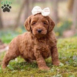 Lucy/Cockapoo									Puppy/Female	/8 Weeks,Meet Lucy, the most adorable and outgoing Cockapoo puppy you’ll ever meet! She’s the perfect blend of playful energy and sweet affection. The Poodle in her makes her incredibly smart and eager to learn—she picks up new tricks in no time and loves showing off her skills. Her Cocker Spaniel side brings a loving, people-focused personality, making her the ultimate cuddle buddy and constant companion. With her soft, hypoallergenic coat that sheds very little, Lucy is a great choice for families or individuals with allergies. Whether she’s strutting her stuff on a walk, chasing toys with enthusiasm, or curling up for a cozy snuggle, she fills every moment with sunshine and joy!