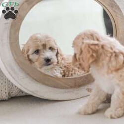 Bo/Cockapoo									Puppy/Male	/11 Weeks,Are you looking for a loveable and cuddly best friend? You will want to meet our family raised Cockapoos! They love to play and cuddle and will make a wonderful addition to your home. These puppies will be ready to go home on April 17th!