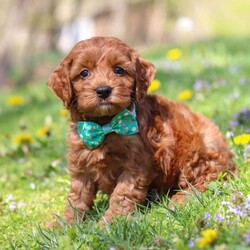 Jack/Cockapoo									Puppy/Male	/7 Weeks,Meet Jack, an irresistibly sweet and handsome little Cockapoo puppy! Playful and curious, he loves to explore his  surroundings, chase after toys, and hang out with his favorite people. Whether he’s showing off his adorable puppy zoomies or snuggling up for a good nap, he will bring endless joy to your home. While Cocker Spaniels are known for their sweet, affectionate temperament, Poodles bring intelligence and a playful spark — and this little boy is the perfect blend of both!