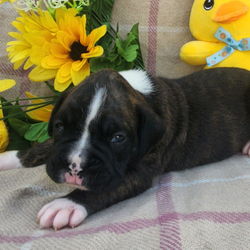 Adopt a dog:Eddie/Boxer/Male/5 weeks,Hi, I'm Eddie! I'm a 5-week-old male Boxer with a beautiful brindle coat, born on March 30, which makes me an Aries sign. I'll be ready to go home to my forever family after May 25, once I'm grown enough to leave my litter. When I reach my adult size, I should weigh between 65–80 lbs. I'm AKC registered. I'm the kind of friend who will always be there—especially during snack time.