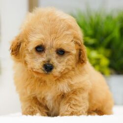 Theo/Poodle/Male/10 weeks