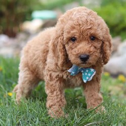 Adopt a dog:Eddie/Labradoodle/Male/7 weeks,Hi, I'm Eddie! I'm a 7-week-old male Labradoodle with a beautiful apricot coat, born on March 18, which makes me a Pisces sign. I'll be ready to go home to my forever family after May 13, once I'm grown enough to leave my litter. I may nibble your shoelaces, but I'll fill your life with love.