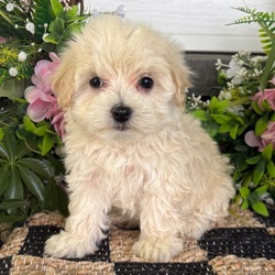 Rosie/Maltipoo/Female/7 weeks