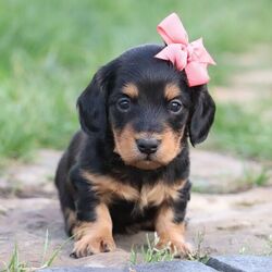 Adopt a dog:Lola/Dachshund/Female/5 weeks,Hi, I'm Lola! I'm a 5-week-old female Dachshund with a beautiful black & tan coat, born on March 29, which makes me an Aries sign. I'll be ready to go home to my forever family after May 24, once I'm grown enough to leave my litter. I'm NAPR registered. Ladies and gentlemen, when it comes to picking a puppy, there is no other choice than me.