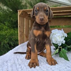 Adopt a dog:Luna/Doberman Pinscher/Female/9 weeks,Hi, I'm Luna! I'm a 9-week-old female Doberman Pinscher with a beautiful red & rust coat, born on March 7, which makes me a Pisces pup. I am ready now to plan my trip to my forever family. Once I reach my adult size, I'm expected to weigh between 60–90 lbs. I'm AKC registered. We can shop for puppy toys together, take long walks or just stay at home watch a good movie on TV.