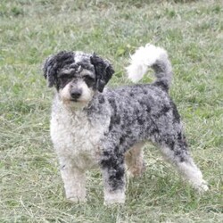 Flame/Cavapoo									Puppy/Male	/April 7th, 2025,Flame is a sweetheart raised with the kind of love and care that a puppy needs for a great start in life! He also enjoys a special diet for optimal health. Call, text, or email to schedule your meet with this sweet boy! (we also offer facetime meetings)