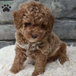 Max/Toy Poodle									Puppy/Male	/7 Weeks,Hi my name is Max. I’m a cute loving toy poodle boy. I’m great with kids and other pets. I’m up to date on shots and dewormings. I’m looking for a loving indoor home. I offer a one year health guarantee. Shipping options are available anywhere in the US. All Sunday calls are returned on Mondays. Thanks Jon