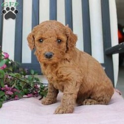 Abigail/Mini Goldendoodle									Puppy/Female	/7 Weeks,Curls, kisses, wiggles, and puppy breath… These Mini Goldendoodles have it all! The mother Angie is a Miniature Goldendoodle and the father Johnny Boy is a Miniature Poodle so this pup would be the perfect fit for an allergy sufferer or family who wants a puppy who won’t shed! Each puppy comes up to date on shots and dewormer and is vet checked. The breeder has ensured that the puppies are well socialized as well! If you would like to learn more about how you can add this cutie pie to your home contact the King Family today! 