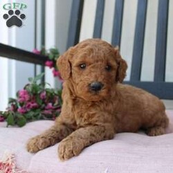 Abigail/Mini Goldendoodle									Puppy/Female	/7 Weeks,Curls, kisses, wiggles, and puppy breath… These Mini Goldendoodles have it all! The mother Angie is a Miniature Goldendoodle and the father Johnny Boy is a Miniature Poodle so this pup would be the perfect fit for an allergy sufferer or family who wants a puppy who won’t shed! Each puppy comes up to date on shots and dewormer and is vet checked. The breeder has ensured that the puppies are well socialized as well! If you would like to learn more about how you can add this cutie pie to your home contact the King Family today! 