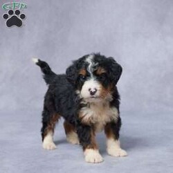 Jake/Mini Bernedoodle									Puppy/Male	/6 Weeks,Meet Jake, a sweet F1 Mini Bernedoodle who’s ready to bring love and laughter into your life! Raised in a warm, caring environment, Jake is used to being around people and other pets, making him friendly and well-socialized. He’s been thoroughly vet checked, is up to date on his vaccines and dewormer, and comes microchipped for your peace of mind. Jake’s parents are AKC registered and genetically health tested, so you can feel confident in his healthy start. He also comes with a health guarantee to ensure your new journey starts off right. Jake has a gentle spirit and a playful heart—he’s ready to become someone’s best friend for life. Delivery options are available, so your perfect pup is just a call away!