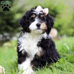 Rosie/Mini Bernedoodle									Puppy/Female	/9 Weeks,Meet this sweet Mini Bernedoodle girl named Rosie, an affectionate and playful companion with a soft, curly coat and gentle eyes that are hard to resist. She’s always down for a playtime session outside or going on a walk! She’s a great fit for families, couples, or anyone looking for a loyal friend to share everyday adventures. With her low-shedding coat, she’s considered hypoallergenic—an ideal choice for those with mild allergies or anyone who prefers less fur around the house.