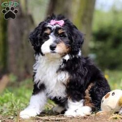 Rosie/Mini Bernedoodle									Puppy/Female	/9 Weeks,Meet this sweet Mini Bernedoodle girl named Rosie, an affectionate and playful companion with a soft, curly coat and gentle eyes that are hard to resist. She’s always down for a playtime session outside or going on a walk! She’s a great fit for families, couples, or anyone looking for a loyal friend to share everyday adventures. With her low-shedding coat, she’s considered hypoallergenic—an ideal choice for those with mild allergies or anyone who prefers less fur around the house.
