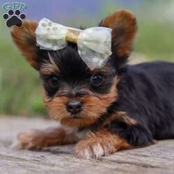 Lucy/Yorkie									Puppy/Female	/7 Weeks,Say hello to Lucy, an absolutely adorable AKC-registered Yorkshire Terrier with a soft black and tan coat and sparkling eyes that will instantly melt your heart. She’s the perfect mix of playful energy and gentle affection — whether she’s bouncing around during playtime or curled up for a cozy nap, Lucy brings joy wherever she goes.