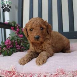 Abigail/Mini Goldendoodle									Puppy/Female	/7 Weeks,Curls, kisses, wiggles, and puppy breath… These Mini Goldendoodles have it all! The mother Angie is a Miniature Goldendoodle and the father Johnny Boy is a Miniature Poodle so this pup would be the perfect fit for an allergy sufferer or family who wants a puppy who won’t shed! Each puppy comes up to date on shots and dewormer and is vet checked. The breeder has ensured that the puppies are well socialized as well! If you would like to learn more about how you can add this cutie pie to your home contact the King Family today! 