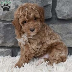 Max/Toy Poodle									Puppy/Male	/7 Weeks,Hi my name is Max. I’m a cute loving toy poodle boy. I’m great with kids and other pets. I’m up to date on shots and dewormings. I’m looking for a loving indoor home. I offer a one year health guarantee. Shipping options are available anywhere in the US. All Sunday calls are returned on Mondays. Thanks Jon