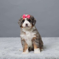 Heather/Mini Bernedoodle									Puppy/Female	/7 Weeks,Meet Heather, a sweet Mini Bernedoodle with a heart full of love! She’s family raised with lots of attention, making her extra friendly and well-socialized. Heather has been vet checked, microchipped, and is up to date on her vaccines and dewormer. She’s playful, cuddly, and ready to become your best friend. Whether you’re looking for a walking buddy or a snuggle partner, Heather is the perfect fit. Don’t miss your chance to bring her home!