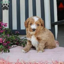 Randy/Mini Goldendoodle									Puppy/Male	/7 Weeks,Here comes the most lovable Mini Goldendoodle puppy with soft red curls and a wiggly puppy tail! Each puppy in this litter comes up to date on shots and dewormer and vet checked! The breeder has ensured that each puppy was played with by children and teens to make sure there will be a smooth transition to any home environment. If you are looking to add a hypoallergenic puppy to your home contact the King Family today! 