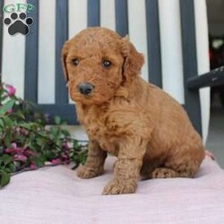 Abigail/Mini Goldendoodle									Puppy/Female	/7 Weeks,Curls, kisses, wiggles, and puppy breath… These Mini Goldendoodles have it all! The mother Angie is a Miniature Goldendoodle and the father Johnny Boy is a Miniature Poodle so this pup would be the perfect fit for an allergy sufferer or family who wants a puppy who won’t shed! Each puppy comes up to date on shots and dewormer and is vet checked. The breeder has ensured that the puppies are well socialized as well! If you would like to learn more about how you can add this cutie pie to your home contact the King Family today! 