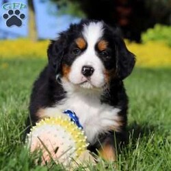 Zeke/Bernese Mountain Dog									Puppy/Male	/7 Weeks,Meet Zeke – a stunning AKC Bernese Mountain Dog with champion bloodlines! He is a true showstopper, proudly sporting the classic tri-colored coat of his breed—rich black, snowy white, and warm rust tones that give him a bold, elegant presence. His soulful eyes and sturdy build reflect both strength and gentleness, while his love for the outdoors makes him the perfect adventure companion. Whether you’re enjoying a peaceful stroll through the park or heading out on a rugged hike, he is always eager to explore and soak in the fresh air and sunshine.