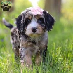Clover/Cavapoo									Puppy/Female	/8 Weeks, With her soft, curly coat, sparkling eyes, and irresistible charm, she is the perfect blend of playful energy and snuggly affection. She loves being the center of attention—whether she’s prancing through the yard, chasing her favorite toys, or curling up for a quiet cuddle by your side. Her gentle, loving nature and lively personality make her a wonderful companion for families, couples, or anyone looking for a loyal furry friend.