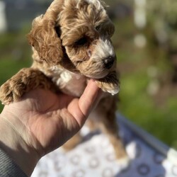 Toby/Toy Poodle									Puppy/Male	/9 Weeks,Very sweet, small breed! Raised indoors. Potty training started. Father of the puppies AKC show dog. 