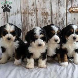 Novella/Mini Bernedoodle									Puppy/Female	/8 Weeks,Looking for a new puppy   new adventures   fun times this summer? Then look no further! This puppy is looking for a loving family! The generation of this puppy is f2. Family raised, up to date on shots and dewormer, and comes with a 1 year genetic health guarantee. She’s socialized with our children, who help care for the puppies!! She comes with a small bag of food, blanket, toy and a collar. Give us a call today! We’re open Monday-Saturday 8-8 and closed on Sundays. Sunday messages will be returned on Monday. Country Echoes Kennel,  Raymond Lapp Sunbury Pa 17801 Pa Kennel License #17927