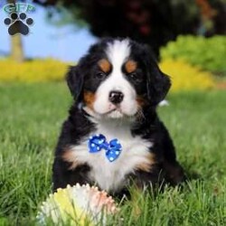 Zeke/Bernese Mountain Dog									Puppy/Male	/7 Weeks,Meet Zeke – a stunning AKC Bernese Mountain Dog with champion bloodlines! He is a true showstopper, proudly sporting the classic tri-colored coat of his breed—rich black, snowy white, and warm rust tones that give him a bold, elegant presence. His soulful eyes and sturdy build reflect both strength and gentleness, while his love for the outdoors makes him the perfect adventure companion. Whether you’re enjoying a peaceful stroll through the park or heading out on a rugged hike, he is always eager to explore and soak in the fresh air and sunshine.
