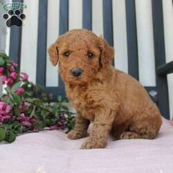 Abigail/Mini Goldendoodle									Puppy/Female	/7 Weeks,Curls, kisses, wiggles, and puppy breath… These Mini Goldendoodles have it all! The mother Angie is a Miniature Goldendoodle and the father Johnny Boy is a Miniature Poodle so this pup would be the perfect fit for an allergy sufferer or family who wants a puppy who won’t shed! Each puppy comes up to date on shots and dewormer and is vet checked. The breeder has ensured that the puppies are well socialized as well! If you would like to learn more about how you can add this cutie pie to your home contact the King Family today! 