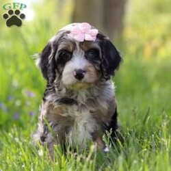 Clover/Cavapoo									Puppy/Female	/8 Weeks, With her soft, curly coat, sparkling eyes, and irresistible charm, she is the perfect blend of playful energy and snuggly affection. She loves being the center of attention—whether she’s prancing through the yard, chasing her favorite toys, or curling up for a quiet cuddle by your side. Her gentle, loving nature and lively personality make her a wonderful companion for families, couples, or anyone looking for a loyal furry friend.