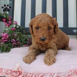 Abigail/Mini Goldendoodle									Puppy/Female	/7 Weeks,Curls, kisses, wiggles, and puppy breath… These Mini Goldendoodles have it all! The mother Angie is a Miniature Goldendoodle and the father Johnny Boy is a Miniature Poodle so this pup would be the perfect fit for an allergy sufferer or family who wants a puppy who won’t shed! Each puppy comes up to date on shots and dewormer and is vet checked. The breeder has ensured that the puppies are well socialized as well! If you would like to learn more about how you can add this cutie pie to your home contact the King Family today! 